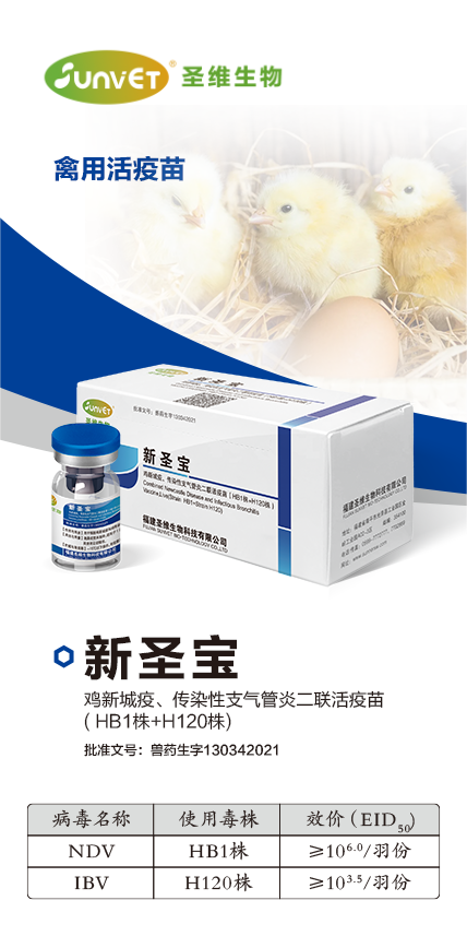 新圣宝(1).png